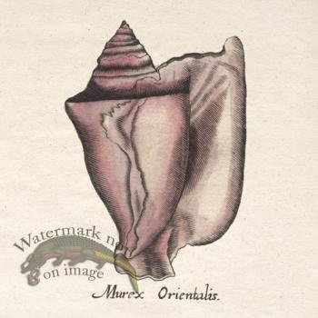 Merian Shell 2